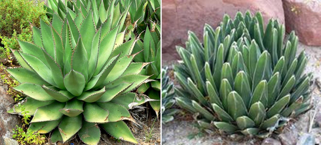 Agave_shawii_-- Agave_victoriae-reginae_lv_2